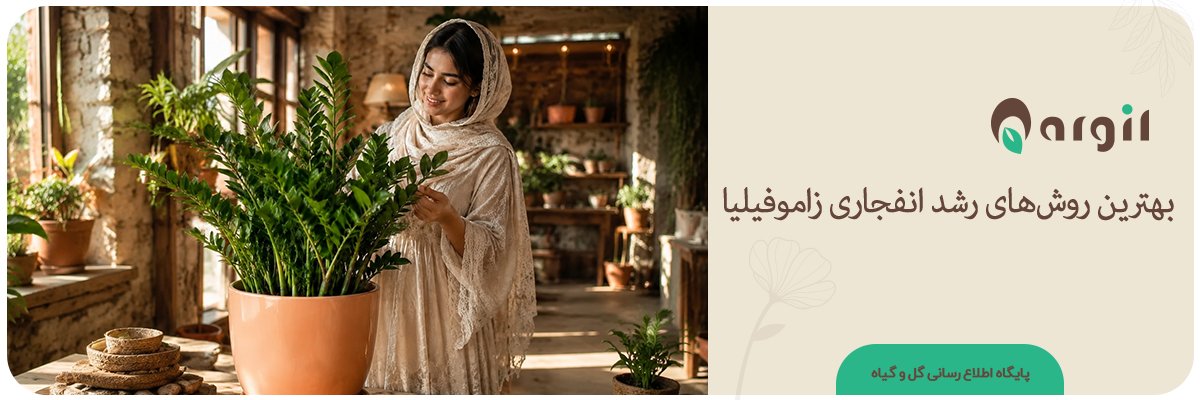 بهترین روش‌های رشد انفجاری زاموفیلیا | رشد سریع زاموفیلیا